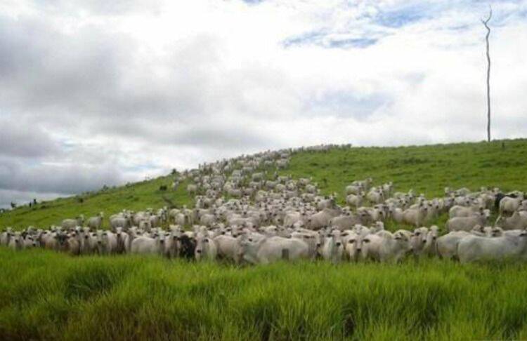 Terreno, 10 hectares - Foto 30